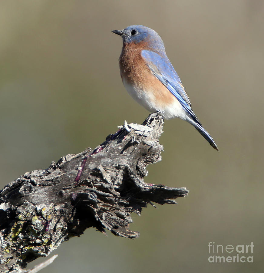 Bluebird Photograph - Bluebird in waiting by Elizabeth Winter