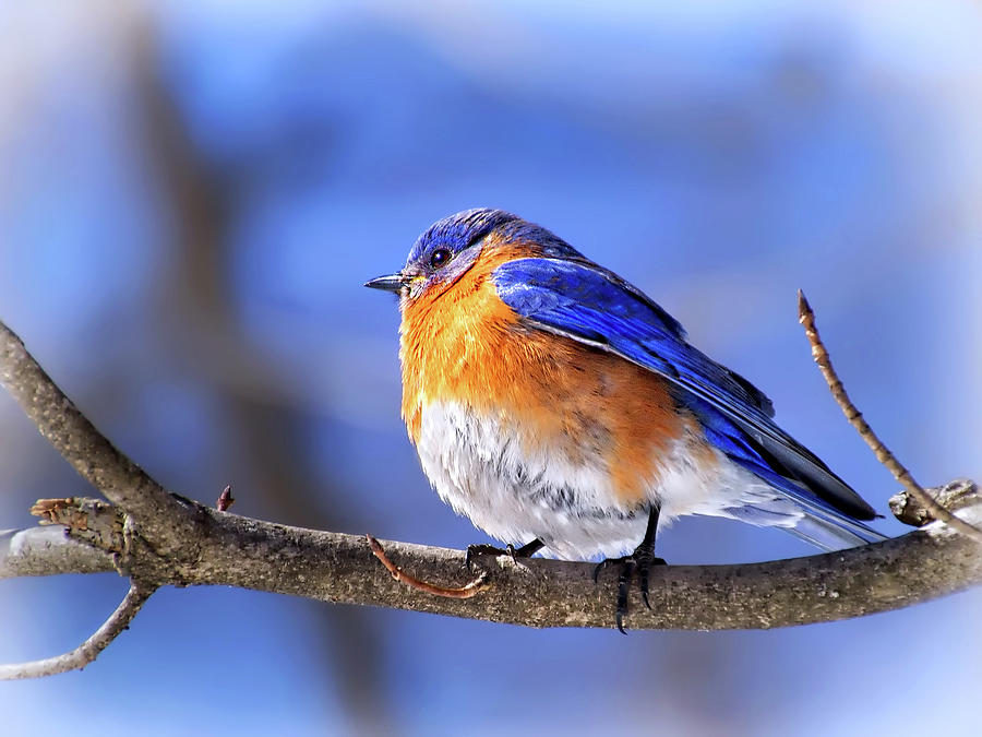 Bluebird in winter Photograph by Carolyn Derstine