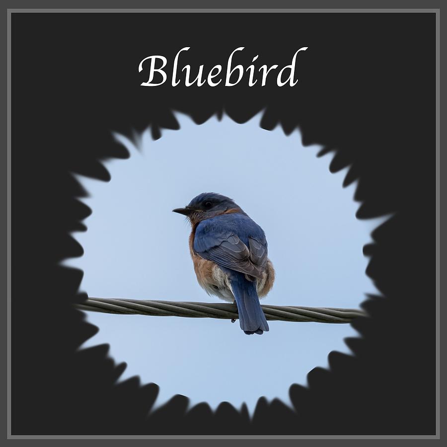 Bluebird Photograph by Holden The Moment