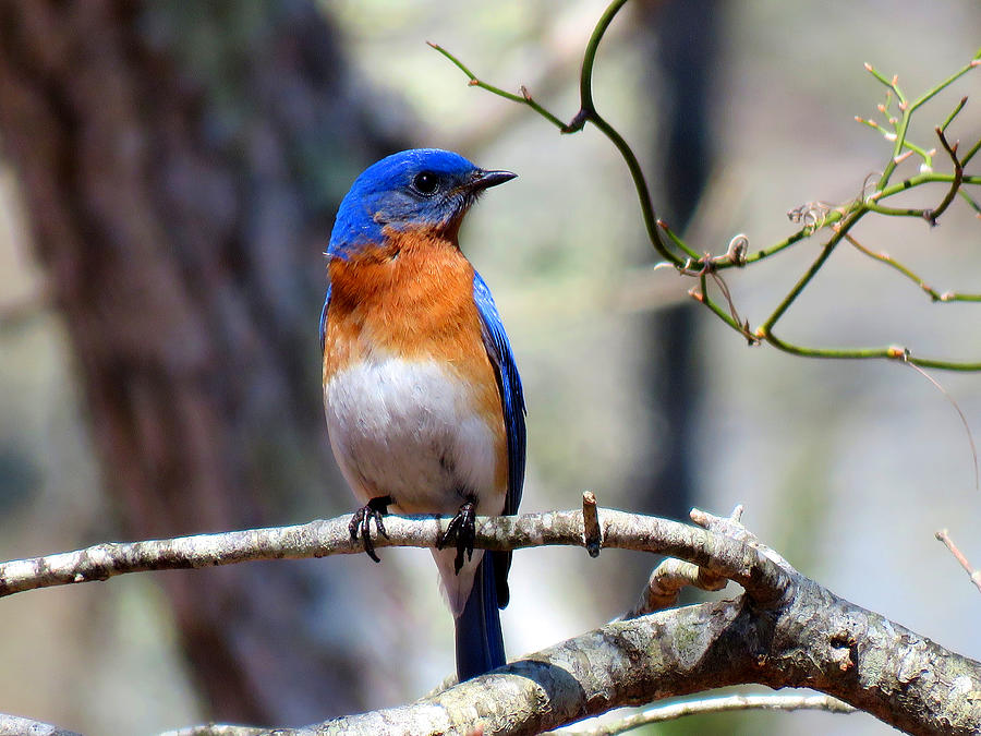 Bluebird Joy Photograph by Dianne Cowen Cape Cod Photography