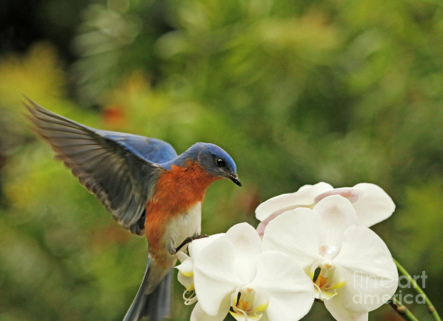 Bluebird Landing on Orchid Photograph by Luana K Perez