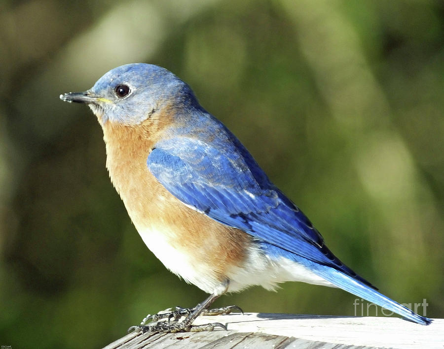Bluebird Photograph by Lizi Beard-Ward