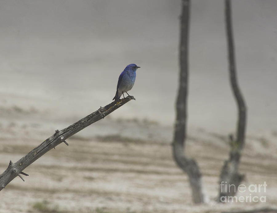 Bluebird Photograph - Bluebird by Louise Magno