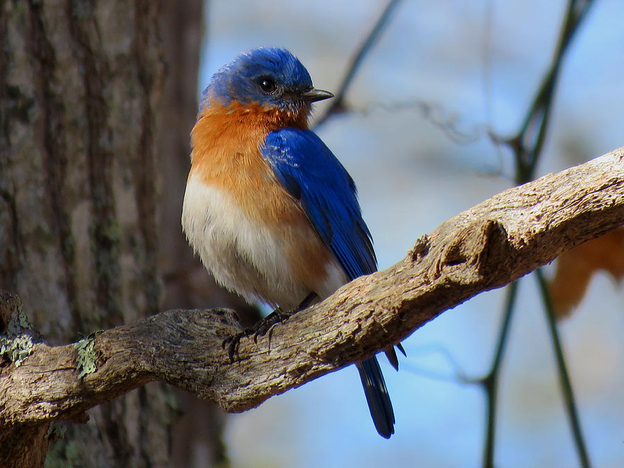 Blue Bird Love Photograph by Dianne Cowen Cape Cod Photography