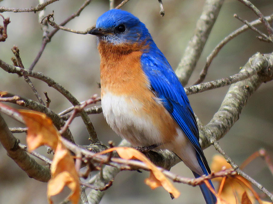 Blue Bird Magic Photograph by Dianne Cowen Cape Cod Photography