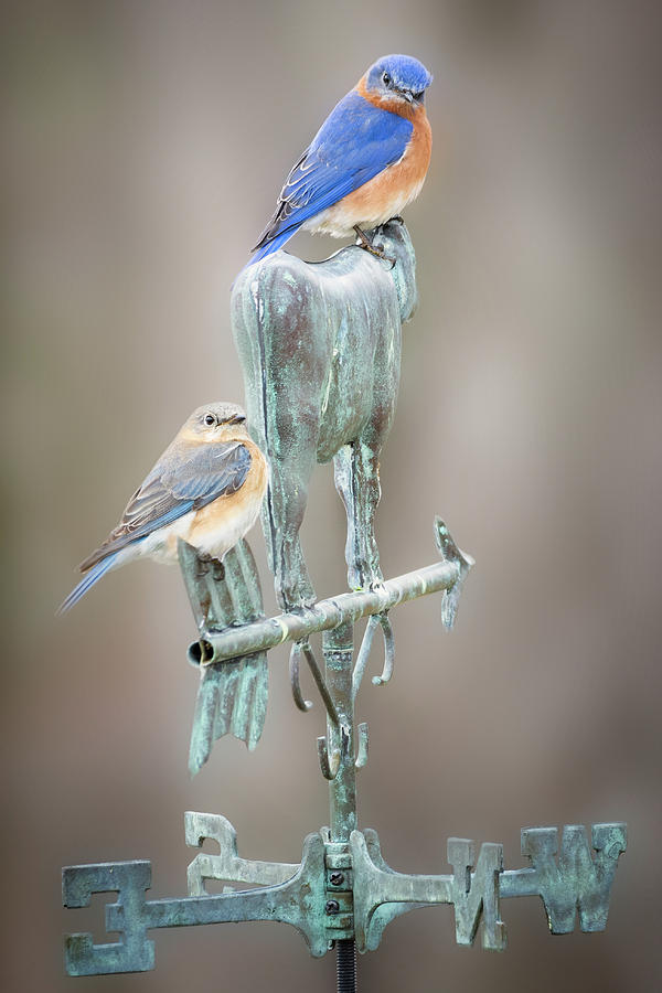 Bluebird Photograph - Bluebird Mates by Bill Wakeley