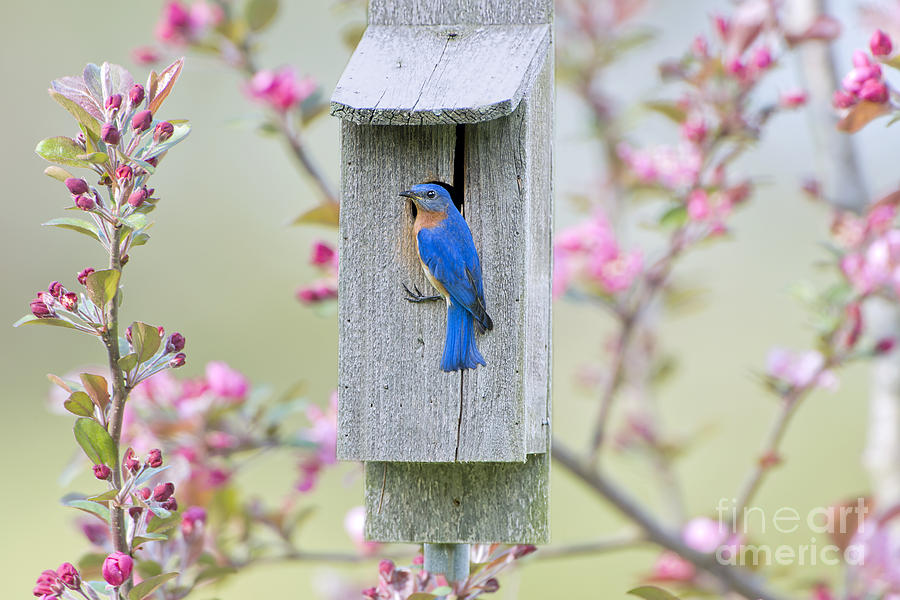 Bluebird Nesting Box Photograph by Bonnie Barry