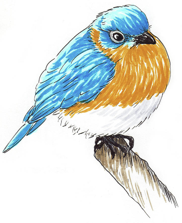Bluebird Drawing by Nicole Hanusek