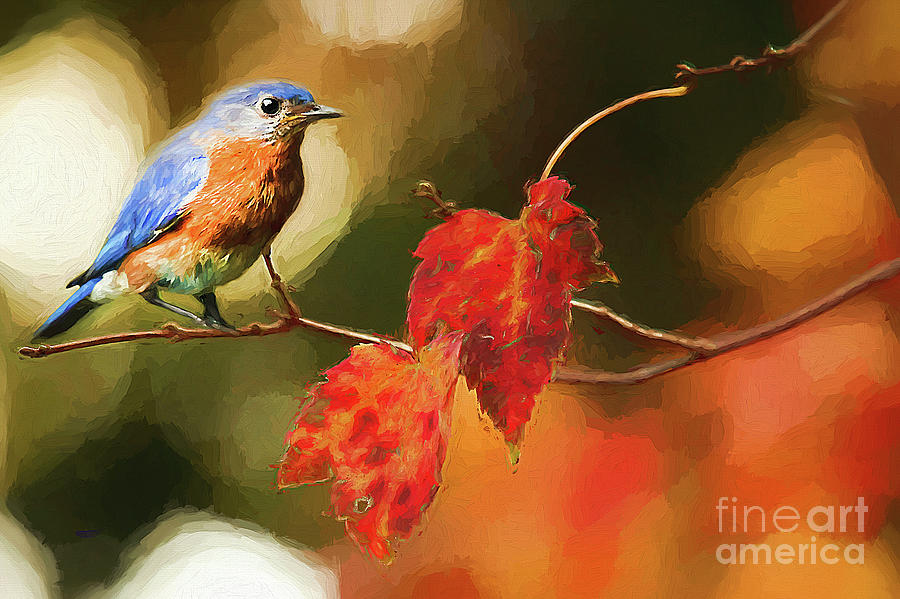 BlueBird of Autumn Photograph by Darren Fisher