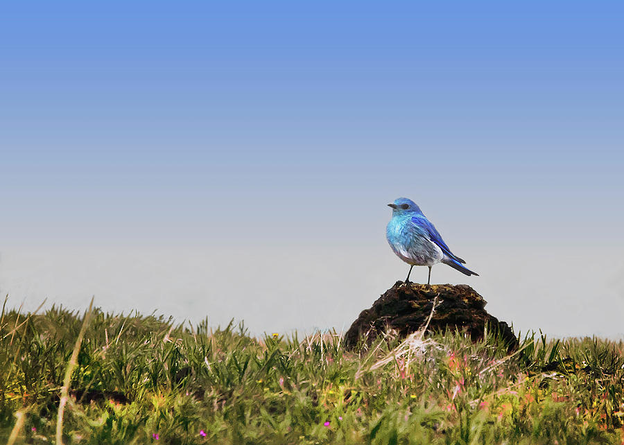 Bluebird of Early spring Photograph by John Christopher