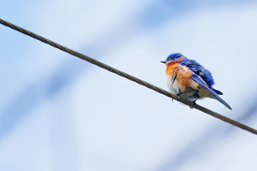 Bluebird of Happiness Photograph by Linda Unger