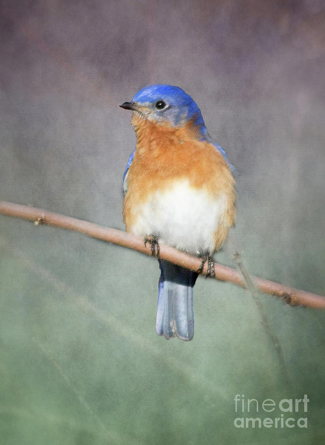 Bluebird of Happiness Photograph by Michelle Tinger