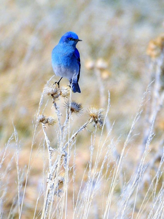 Bluebird of Happiness  Photograph by Nicole Belvill