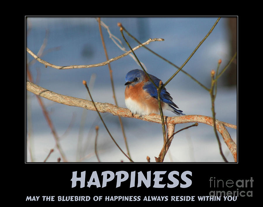 Bluebird Of Happiness Photograph by Smilin Eyes Treasures