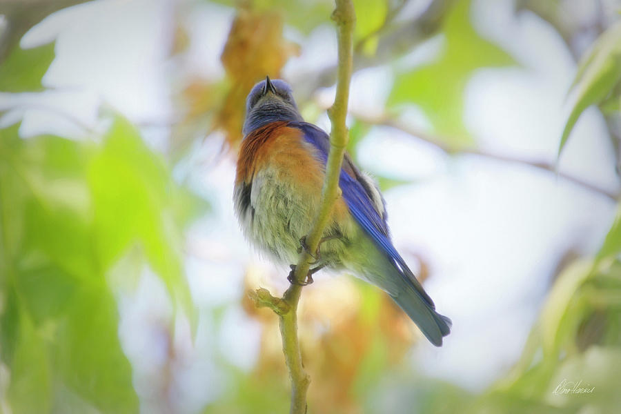 Bluebird On A Branch Photograph by Diana Haronis