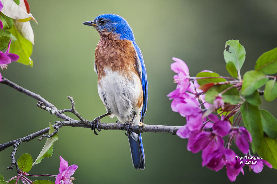 Bluebird on a Branch Photograph by Peg Runyan