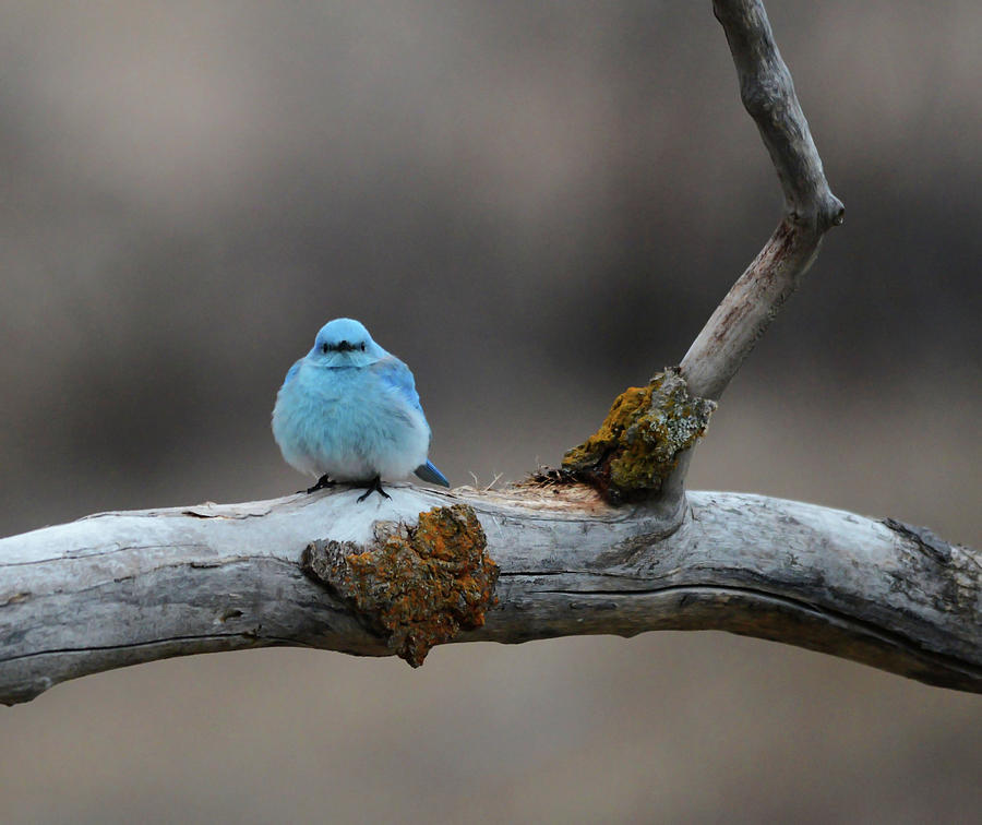 Bluebird on a Limb Photograph by Whispering Peaks Photography