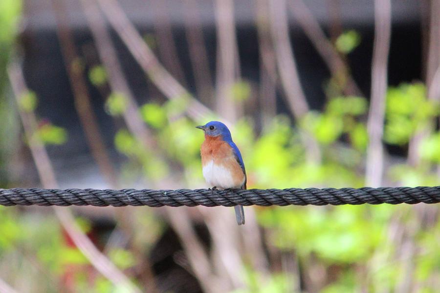 Bluebird On A Rope Photograph by Cynthia Guinn