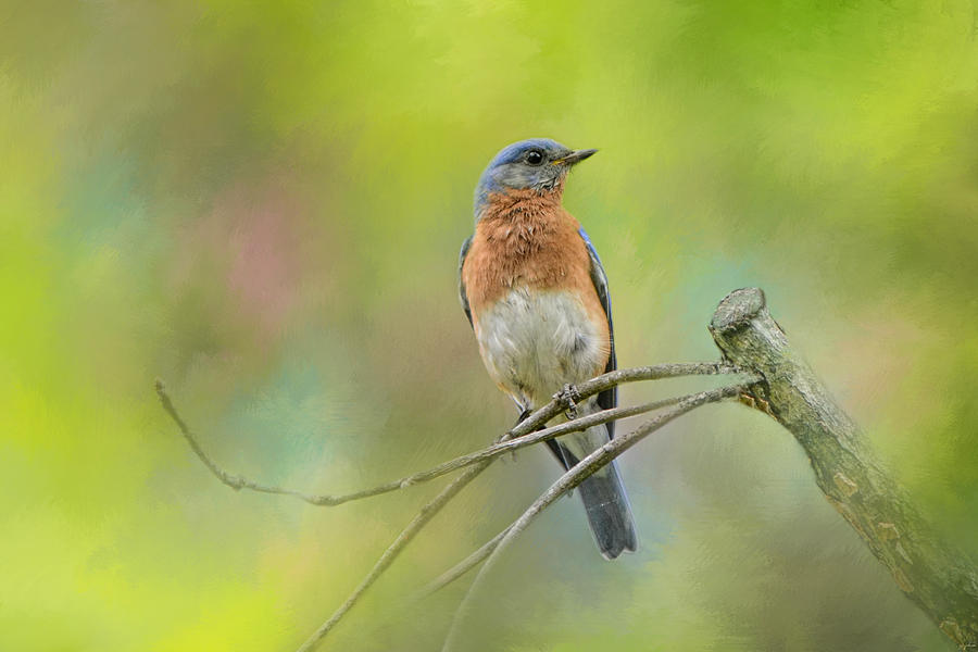 Bird Photograph - Bluebird On A Spring Day by Jai Johnson