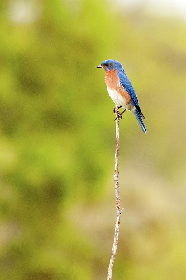 Bluebird on a Stick Photograph by Steve Stuller