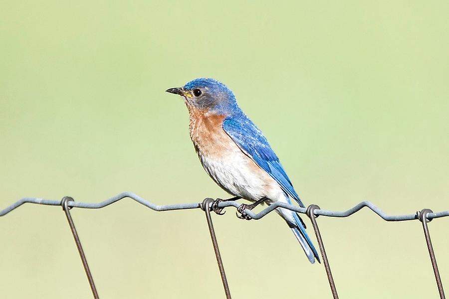 Bluebird on a Wire Photograph by Michael Peychich