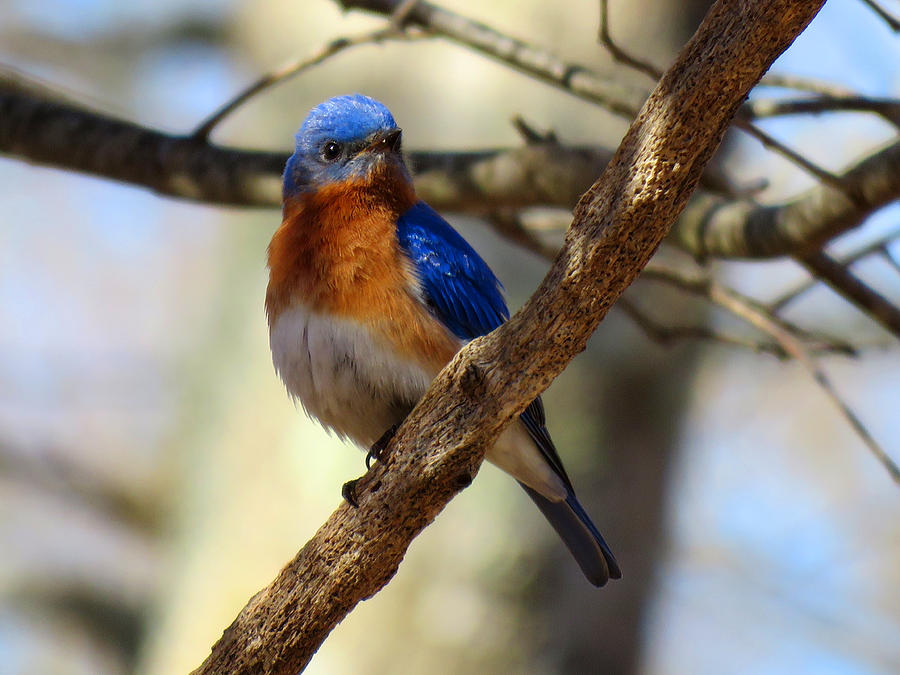 Bluebird Energy Photograph by Dianne Cowen Cape Cod and Ocean ...