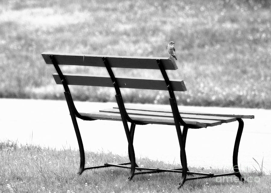 Bluebird on Bench Black and White Photograph by Angela Rath