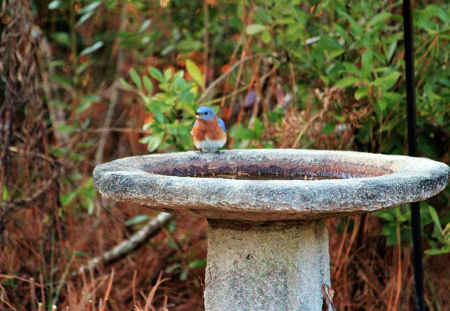 Bluebird On Birdbath Photograph by Cynthia Guinn