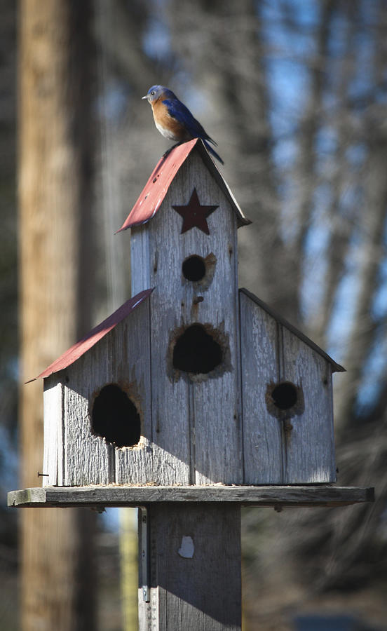 Bluebird on Birdhouse Photograph by Teresa Mucha