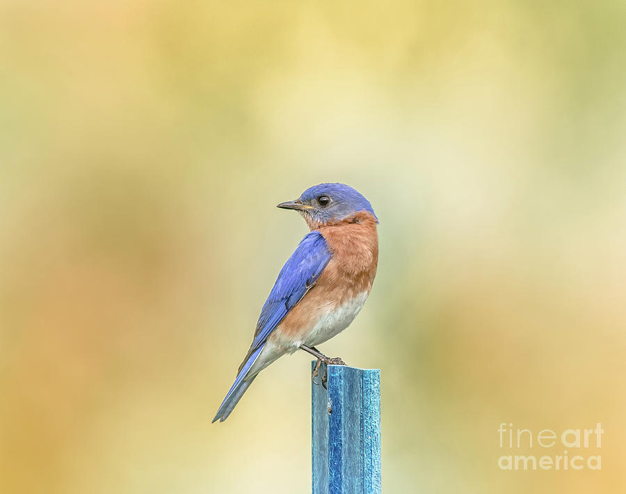 Bluebird On Blue Stick Photograph by Robert Frederick