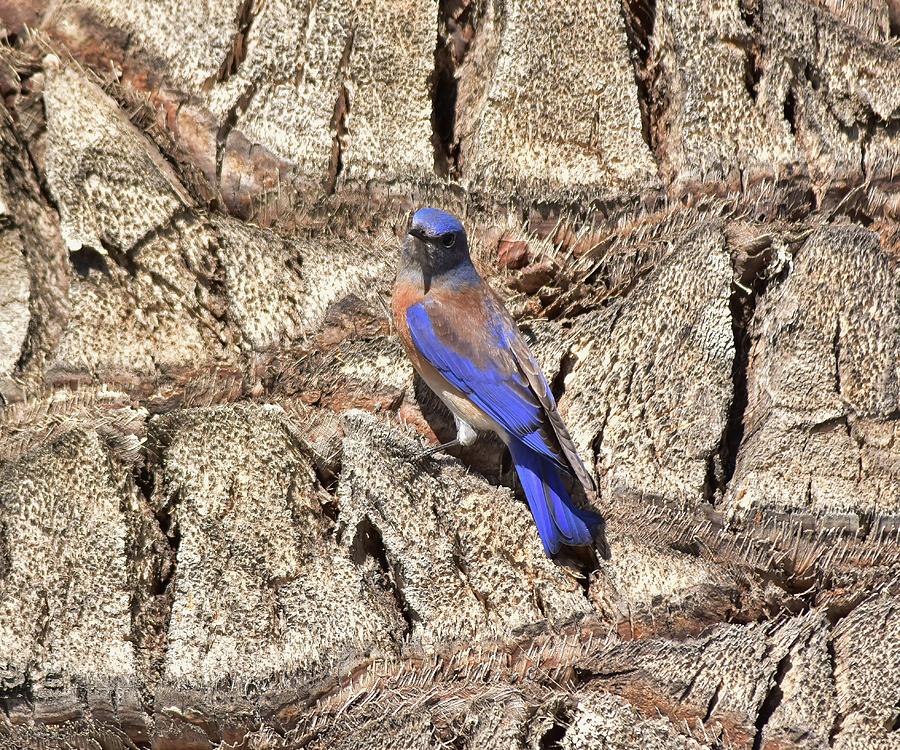 Bluebird on Canary Island Palm I Photograph by Linda Brody