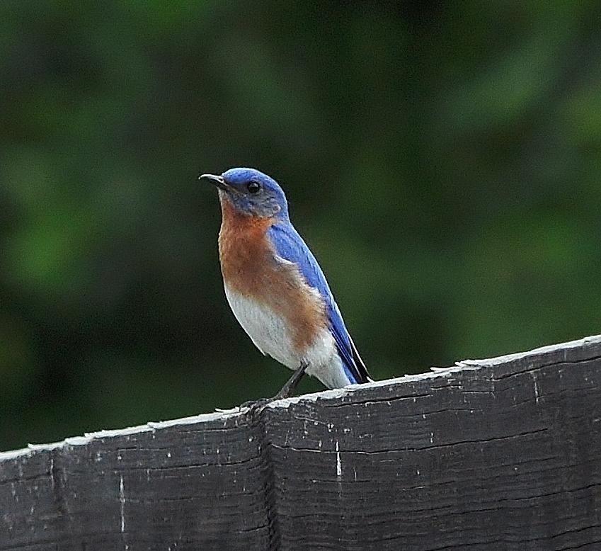 Bluebird On Fence Photograph by Marc Mesa