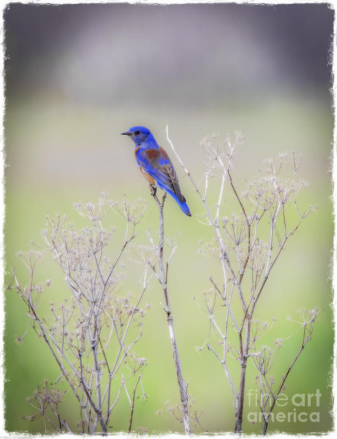 Bluebird Photograph - Bluebird On Hemlock by Mitch Shindelbower