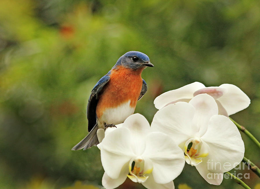 Bluebird on Orchard Photo Photograph by Luana K Perez