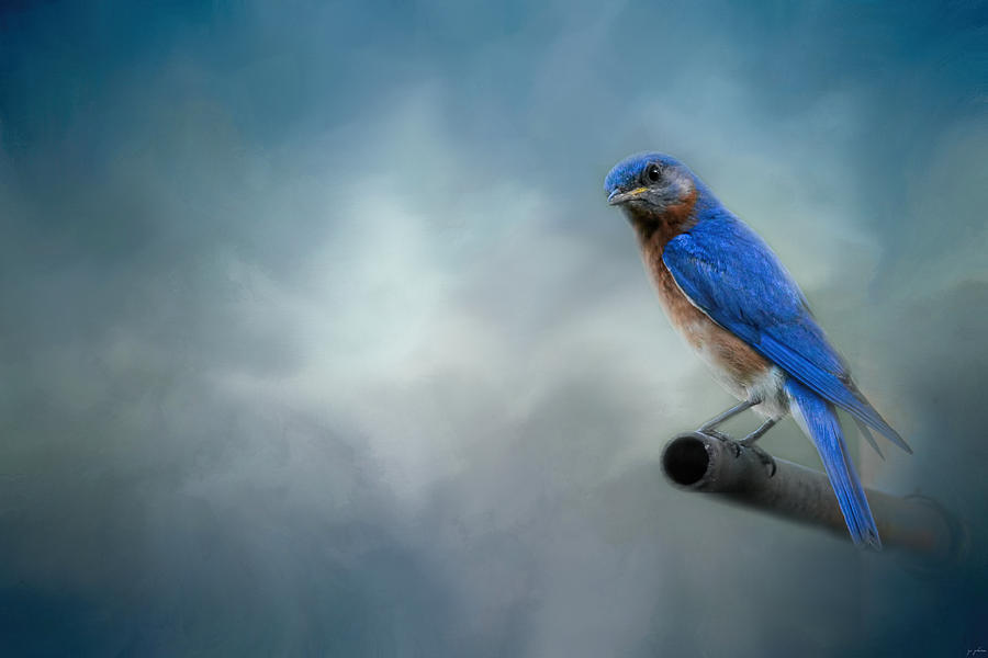Bluebird On Patrol Photograph by Jai Johnson