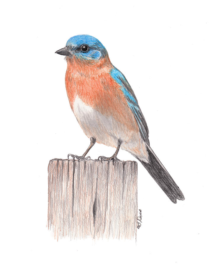 Bluebird Drawing Birds On Found Paper By Paula Swisher Dekorisori