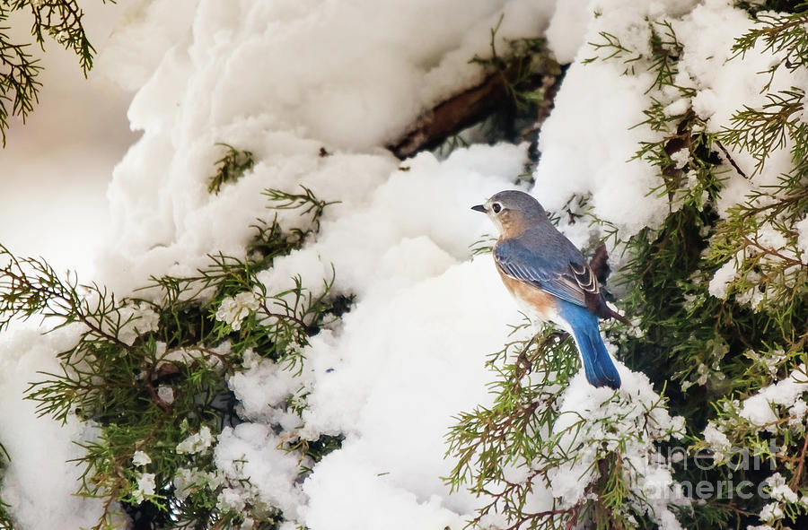 Bluebird On Snow-Laden Cedar Photograph by Robert Frederick
