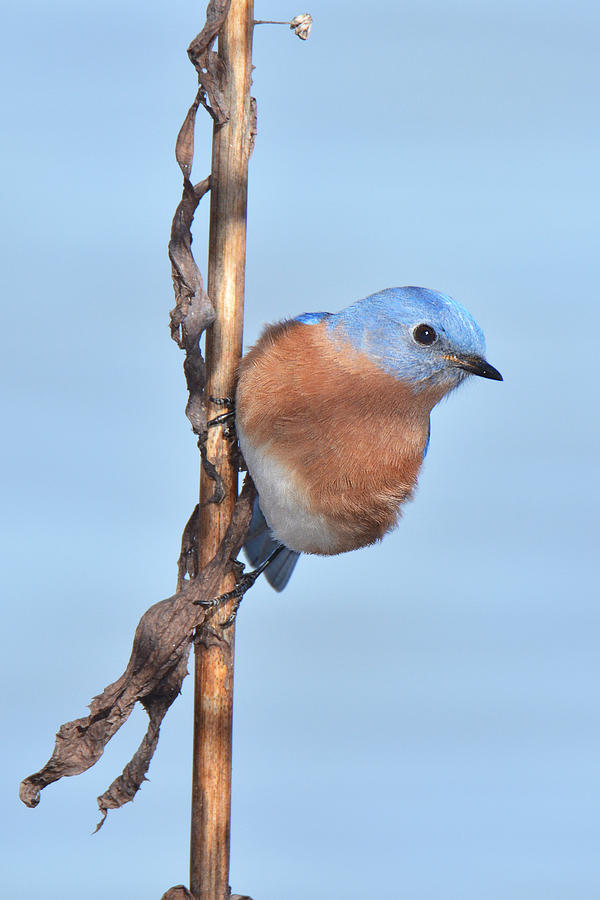 Bluebird Photograph - Bluebird On Stalk by Alan Lenk