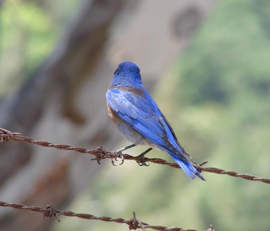 Bluebird on the fence Photograph by Liz Vernand
