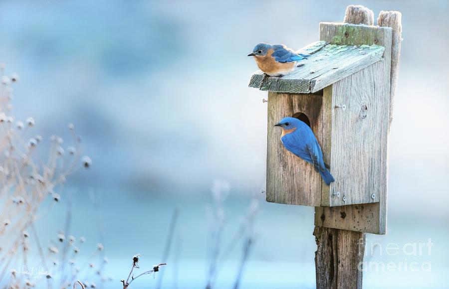 Bluebird Pair Photograph by Heather Hubbard