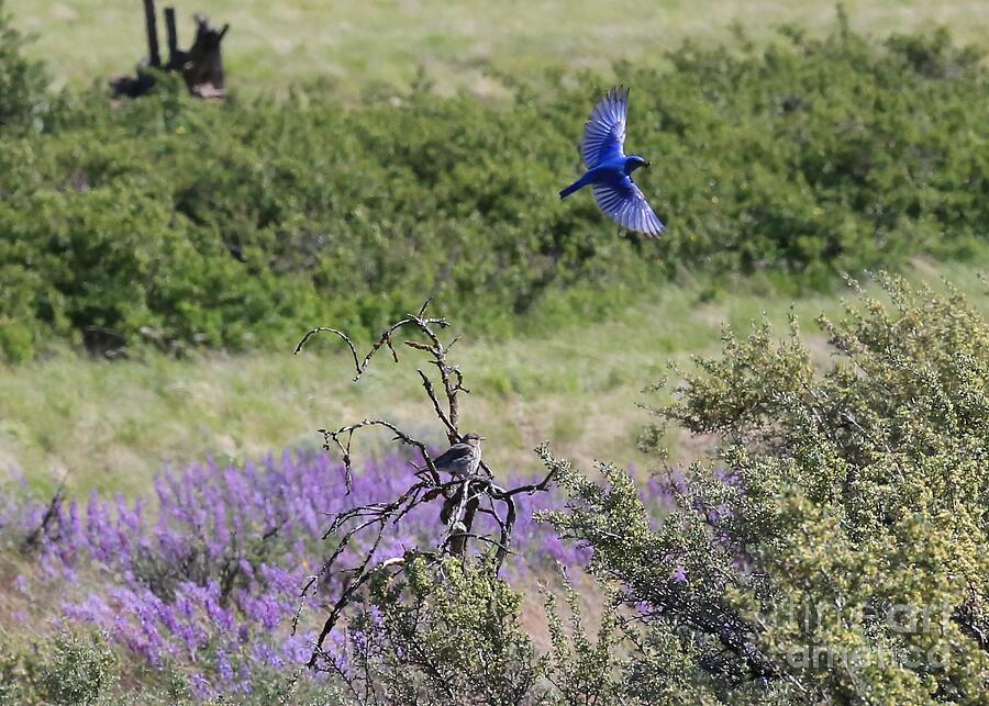 Bluebird Pair in Blickleton Photograph by Carol Groenen