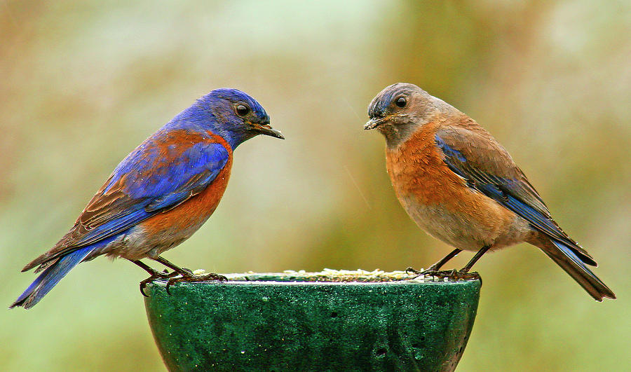 Bluebird Pair Photograph by Jean Noren