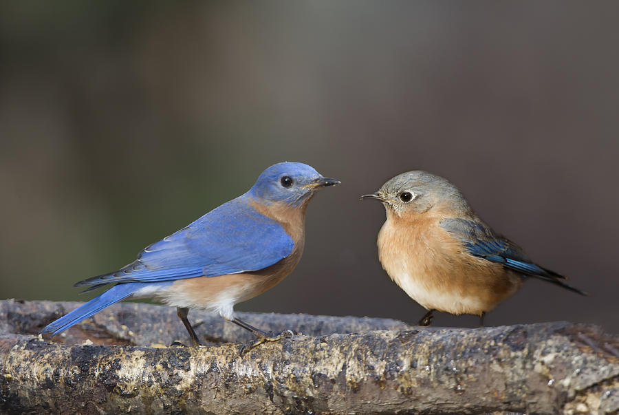 Bluebird Pair on log Photograph by Jack Nevitt