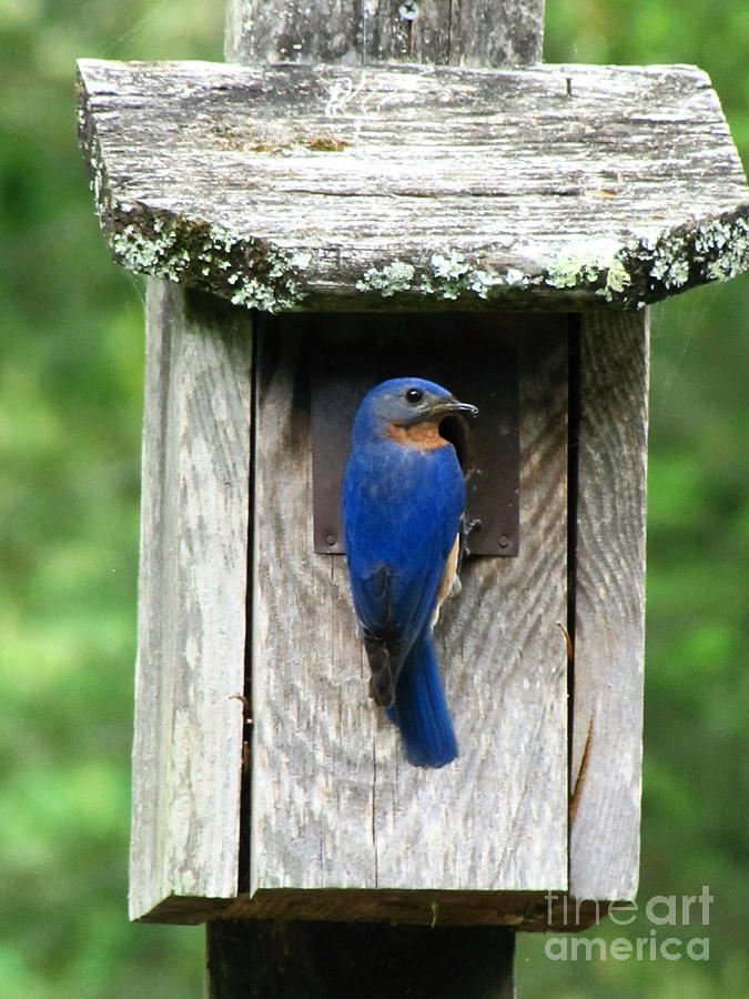 Bluebird Photograph by Pamela Iris Harden