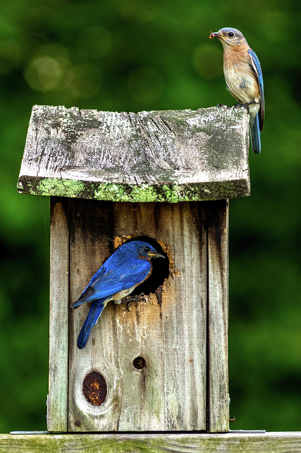 Bluebird Parenting Photograph by Eric Albright