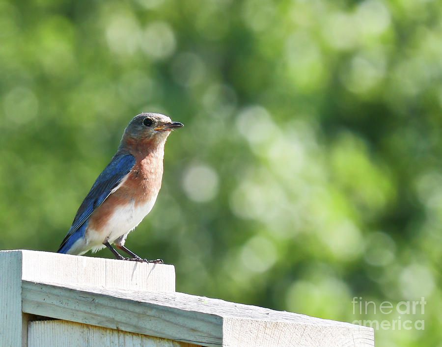 Bird Photograph - Bluebird Patrol by Anita Oakley