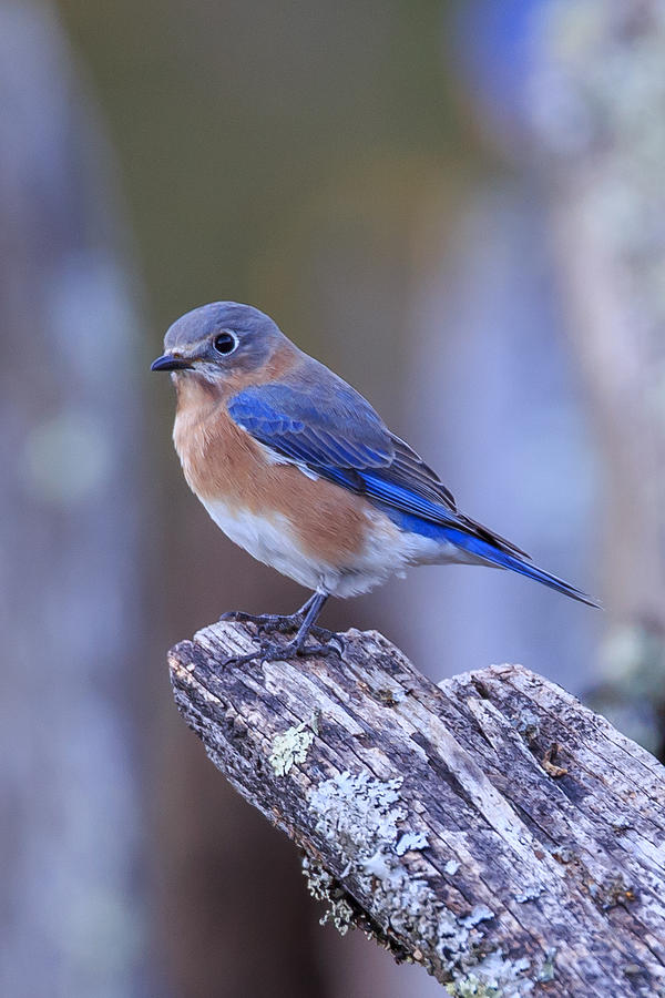 Bluebird Photograph by Paul Schultz