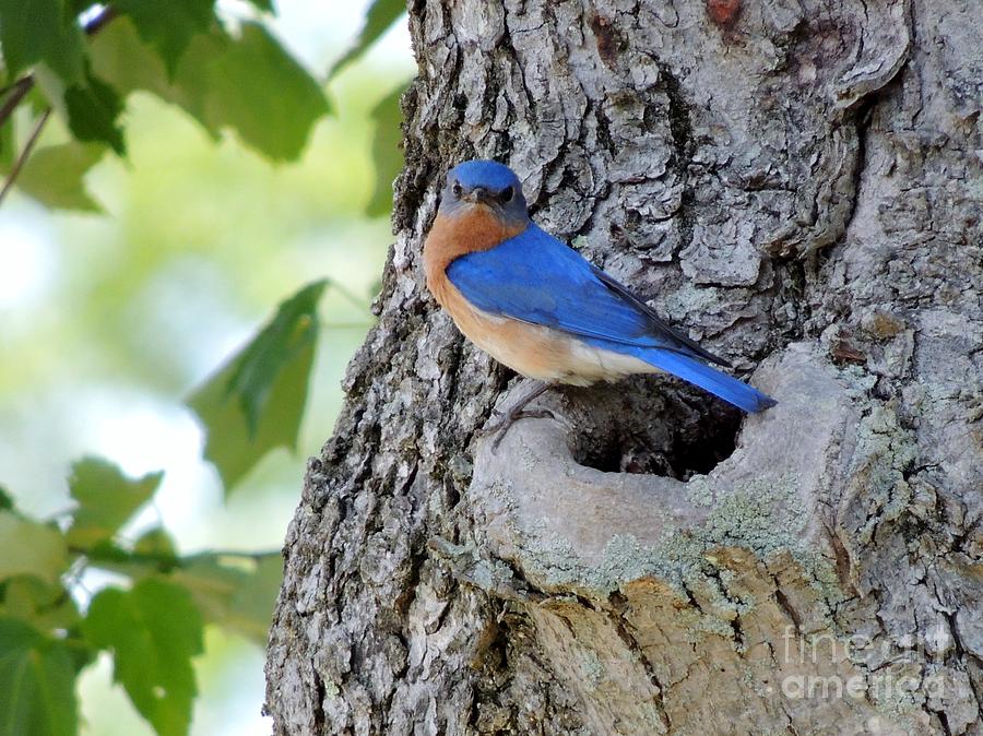 Nature Photograph - Bluebird by Paul Smith