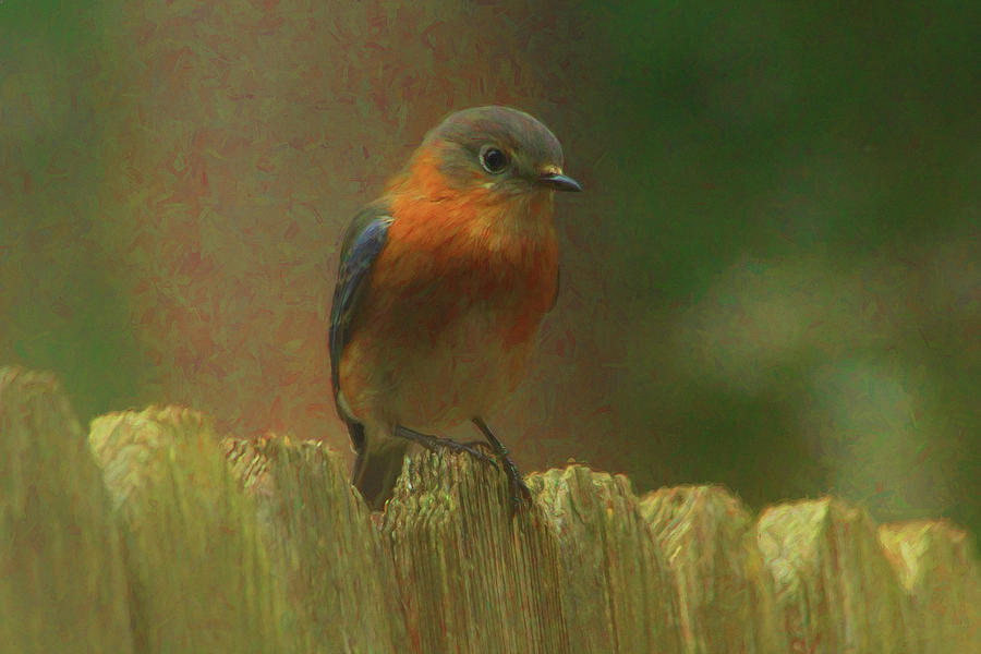 Bluebird Perch  Photograph by Ola Allen
