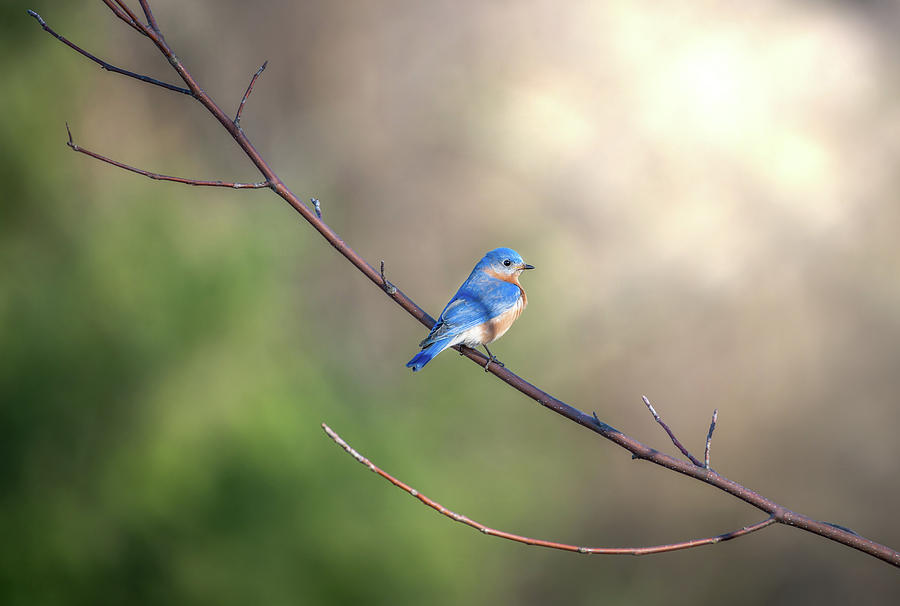 Bluebird perched on a tree branch in the sunlight Photograph by Patrick Wolf